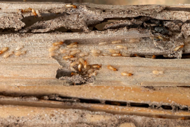 Best Exterminator Services  in Rockport, TX